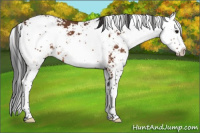 Horse Color:Bay Sabino 