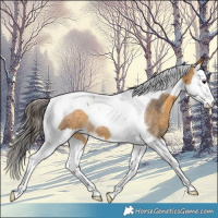 Horse Color:Buckskin Roan Splash Tobiano 