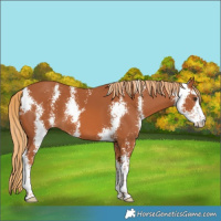Horse Color:Chestnut Sabino 