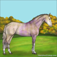 Horse Color:Plaid  Silver Buckskin Ice Dun Sabino 
