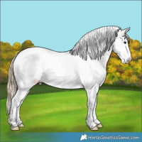 Horse Color:Chestnut Splash Near Fewspot 