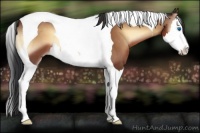 Horse Color:Bay Onyx Splash Tobiano 