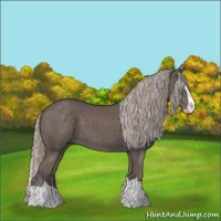 Horse Color:Silver Black Splash 