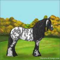 Horse Color:Blue Roan Near Leopard 