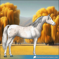 Horse Color:White Spotted Chocolate Palomino Roan Appaloosa  and Cremello Roan Splash Tobiano 