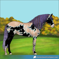 Horse Color:Painted Amber Champagne Splash 