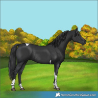 Horse Color:Black Tobiano Rabicano 