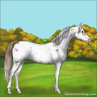 Horse Color:Chestnut Sabino 