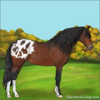 Horse Color:Brown Appaloosa 