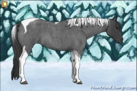 Horse Color:Smoky Blue Roan Tobiano 