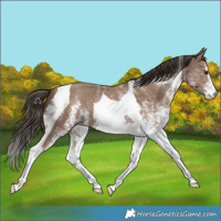 Horse Color:White Spotted Classic Champagne Tobiano 