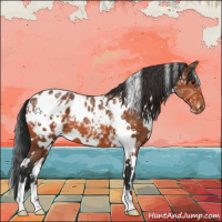 Horse Color:White Spotted Bay Ice Appaloosa 