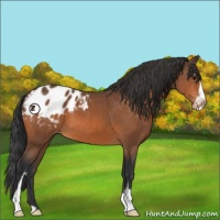 Horse Color:Bay Sabino Appaloosa 