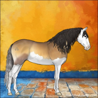 Horse Color:Buckskin Onyx Splash 
