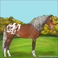 Horse Color:Silver Bay Appaloosa 