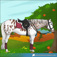 Horse Color:Silver Black Splash Appaloosa