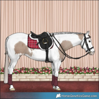 Horse Color:Classic Champagne Splash Tobiano Blanket