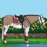 Horse Color:Classic Champagne Splash 