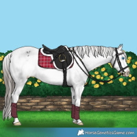 Horse Color:Black Splash Frame Appaloosa 