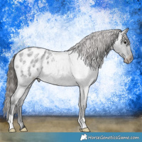 Horse Color:Blue Roan Appaloosa 