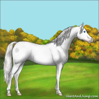Horse Color:Gray Silver Amber Cream Champagne Roan Dun Splash Tobiano Frame Appaloosa Rabicano 