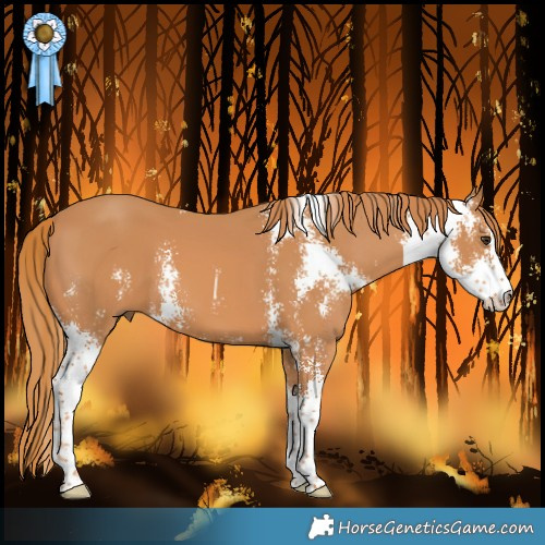 Horse Color:Chestnut Sabino 