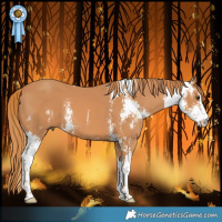 Horse Color:Chestnut Sabino 