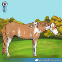 Horse Color:Chestnut Sabino 
