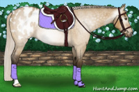 Horse Color:Gray Silver Buckskin Roan Dun Appaloosa Rabicano