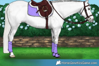 Horse Color:Gray Silver Smoky Grullo Appaloosa 