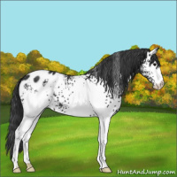 Horse Color:White Spotted Black Blanket 