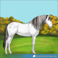 Horse Color:White Spotted Sable Champagne Ice 