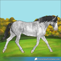 Horse Color:White Spotted Blue Roan 