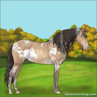 Horse Color:White Spotted Amber Champagne 