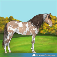 Horse Color:White Spotted Amber Champagne 