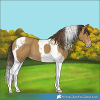 Horse Color:Classic Cream Champagne Tobiano 