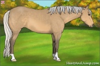 Horse Color:Silver Buckskin 