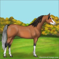 Horse Color:Bay Roan Splash 