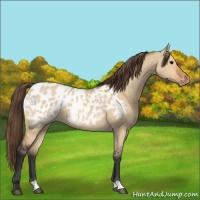 Horse Color:Bay Dun Appaloosa 