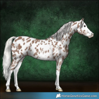 Horse Color:Silver Black Sabino Splash Appaloosa 