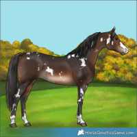 Horse Color:White Spotted Bay 