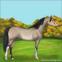 Horse Color:Brown Dun Rabicano 