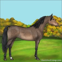 Horse Color:Brown Dun 