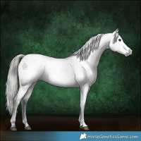 Horse Color:Gray Blue Roan Appaloosa 