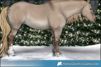 Horse Color:Liver Red Dun Sabino Rabicano 