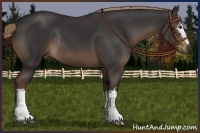 Horse Color:White Spotted Liver Chestnut Rabicano