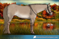 Horse Color:White Spotted Liver Red Dun Rabicano 