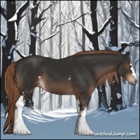 Horse Color:White Spotted Liver Chestnut 