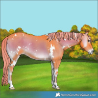 Horse Color:Watercolor White Spotted Liver Red Onyx Rabicano