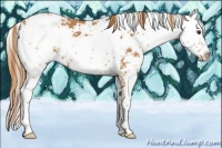 Horse Color:Chestnut Sabino